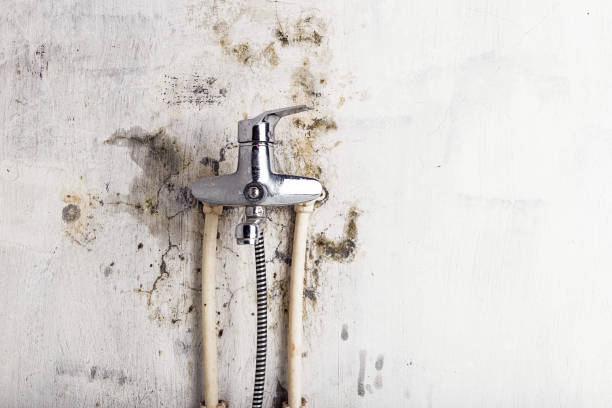Best Affordable Mold Removal  in Waterville, NY