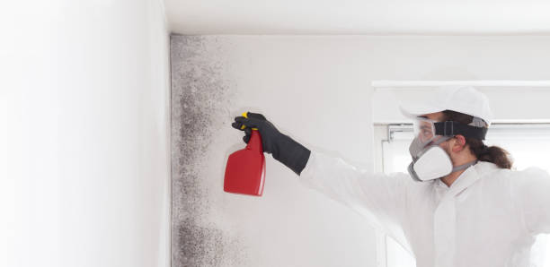 Best Mold Remediation  in Waterville, NY