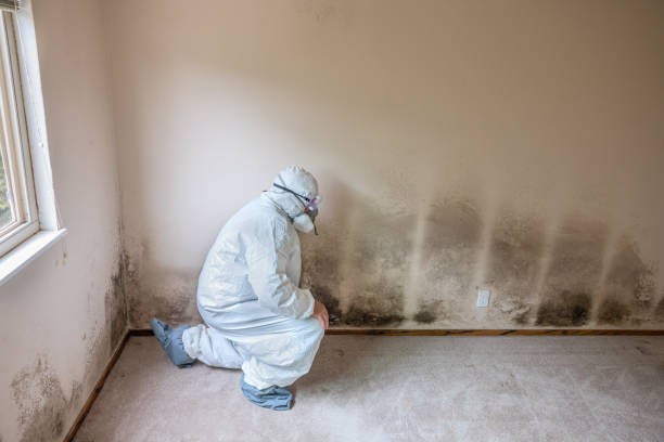 Best Office Mold Removal Services  in Waterville, NY