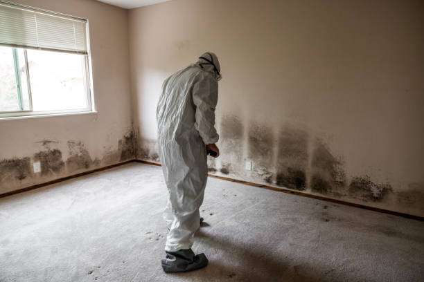 Best Toxic Mold Removal  in Waterville, NY