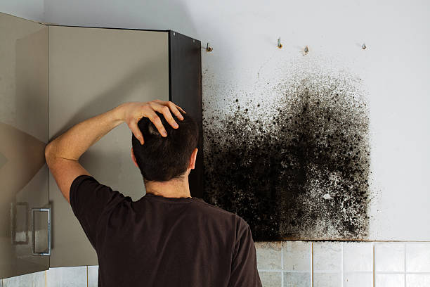 Attic Mold Removal in Waterville, NY