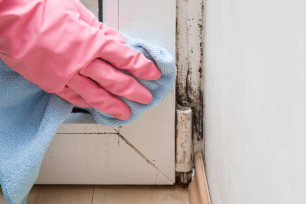 Best Mold Testing  in Waterville, NY