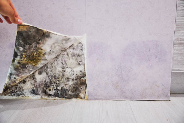 Mold Testing and Removal in Waterville, NY